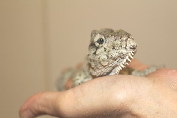 画像11: フトヒゲカメレオンモドキ（バルバータス）♂♀ペア完売しました (11)