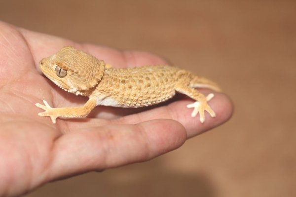 画像6: ヘルメットゲッコー　国内CB　♂♀ペア (6)