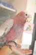 画像7: モモイロインコＨＢ１６００８７男の子お迎え頂きました♪ (7)