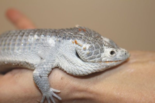 画像2: セアカツノキノボリアリゲータートカゲ　♂♀ペア			 (2)