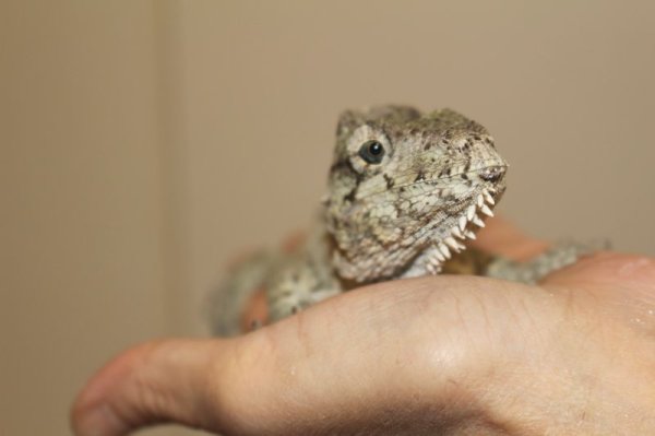 画像4: フトヒゲカメレオンモドキ（バルバータス）♂♀ペア完売しました (4)