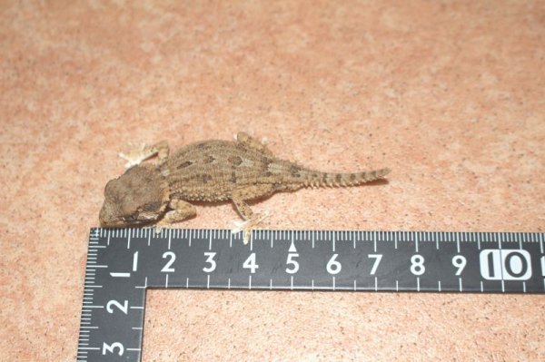 画像4: ヘルメットゲッコー　国内CB　♂♀ペア (4)