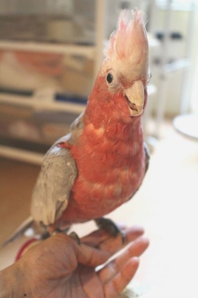 画像6: モモイロインコＨＢ１６０００３女の子（お迎え頂きました） (6)