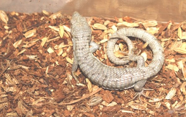 画像3: セアカツノアオキノボリアリゲーター★セミヤングペア（ご売約済） (3)