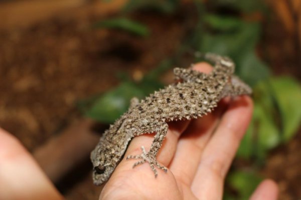 画像1: リングテールリーフゲッコー　EUCB♂♀ペア (1)