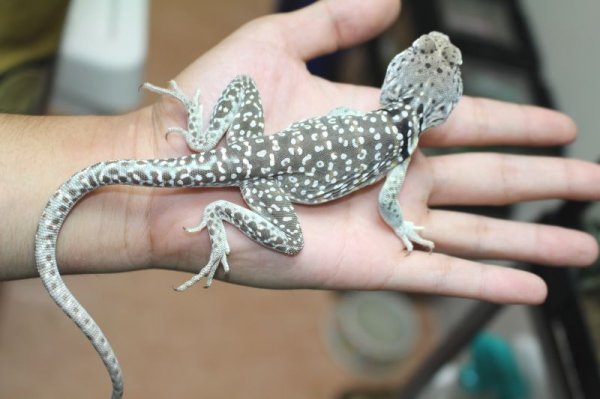 画像5: クビワトカゲ　ぴかぴかペア☆ (5)