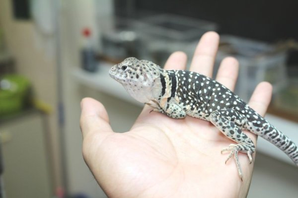 画像6: クビワトカゲ　ぴかぴかペア☆ (6)