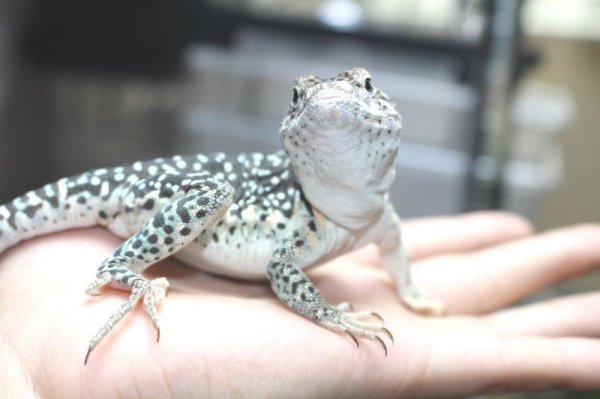 画像3: クビワトカゲ　ぴかぴかペア☆ (3)