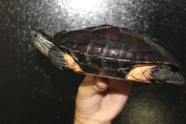 画像7: カントンクサガメ　♂ (7)