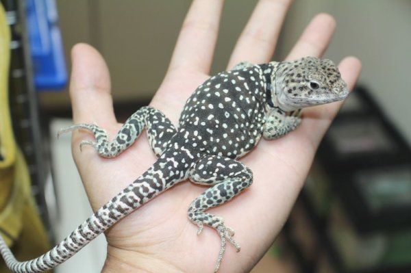 画像2: クビワトカゲ　ぴかぴかペア☆ (2)