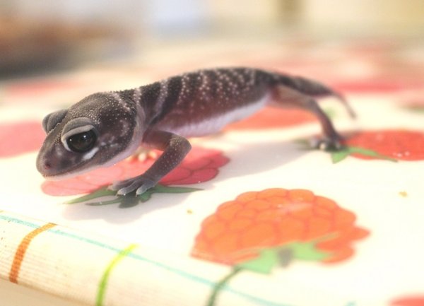 画像5: ナメハダタマオヤモリ☆ＥＵＣＢペア１ (5)