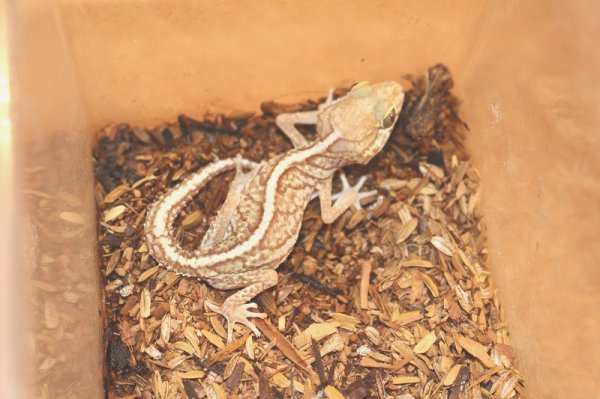 画像5: ソメワケササクレヤモリ☆スノー♀☆ＥＵＣＢ (5)