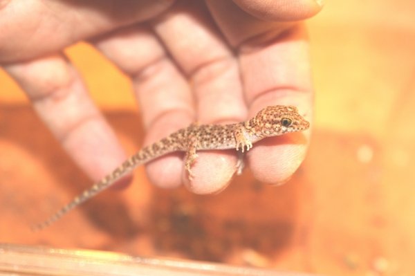 画像2: ビノエプリックリーゲッコー (2)