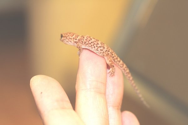 画像6: ビノエプリックリーゲッコー (6)