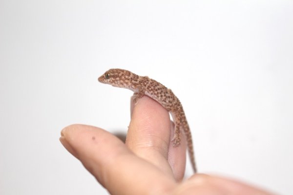 画像4: ビノエプリックリーゲッコー (4)