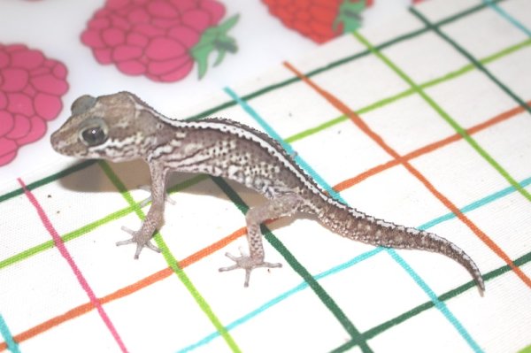 画像3: ソメワケササクレヤモリ☆アネリ♀☆USＣＢ (3)