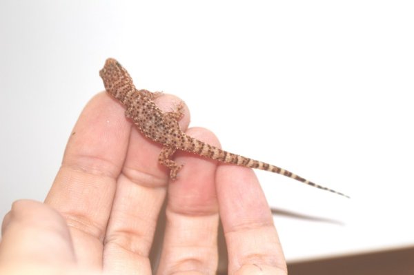 画像3: ビノエプリックリーゲッコー (3)