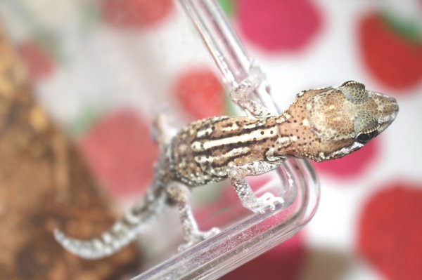 画像5: ソメワケササクレヤモリセレクトトリプルストライプ？☆♂ＷＣ (5)