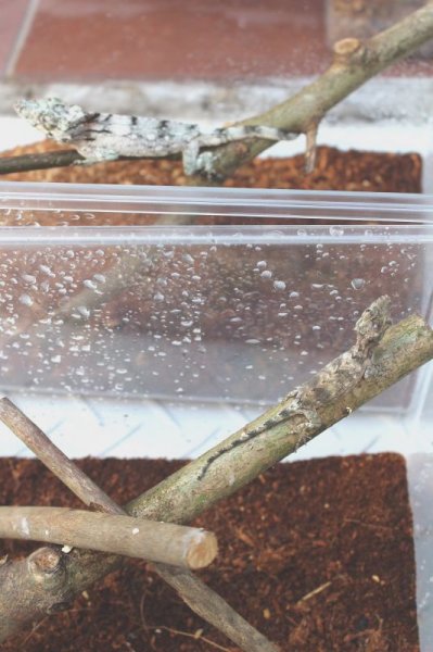 画像8: バルバータスカメレオンモドキＥＵＣＢ☆ペア(ご売約済） (8)