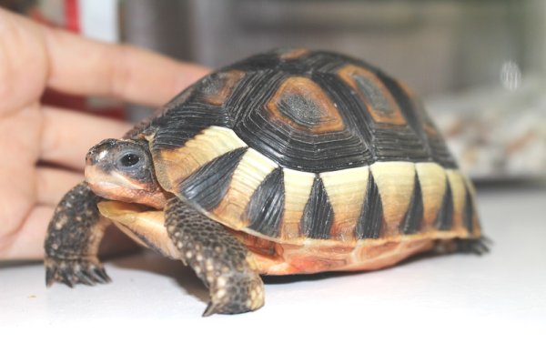 画像11: ソリガメ (11)