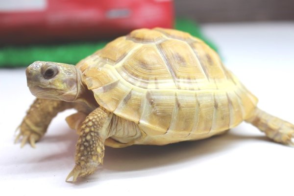 画像7: アルビノヘルマン♂☆ＥＵＣＢ (7)