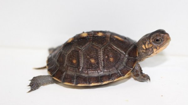 画像4: ガルフコーストハコガメ☆国内ＣＢ (4)