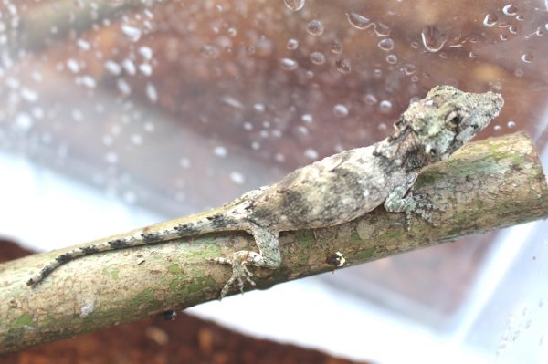 画像7: バルバータスカメレオンモドキＥＵＣＢ☆ペア(ご売約済） (7)