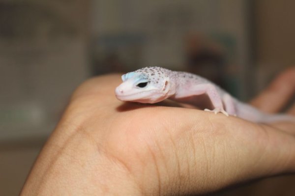 画像3: ギャラクシー　国内CBベビー　ヒョウモントカゲモドキ　 (3)