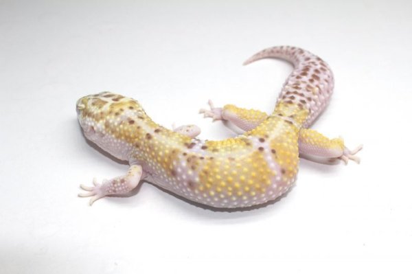 画像2: オーロラhet レイダー　（W＆Y＋ベルアルビノ）　ホワイトアンドイエローベル　♀　ヒョウモントカゲモドキ (2)