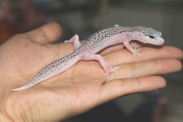 画像4: ユニバース（W＆Yギャラクシー） ”ターミネーターアイ”　♂　ヒョウモントカゲモドキ (4)