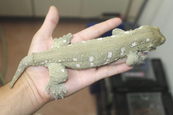 画像6: ニューカレドニアジャイアントゲッコー　グランテラ　タイプA　♂♀ペア　 (6)