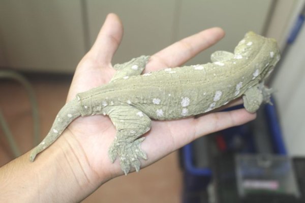 画像4: ニューカレドニアジャイアントゲッコー　グランテラ　タイプA　♂♀ペア　 (4)