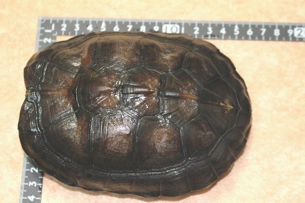 画像7: カントンクサガメ　♂  (7)