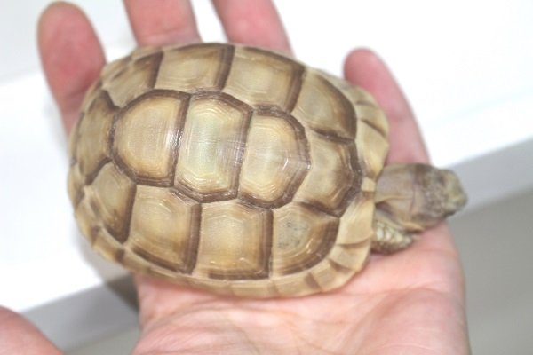 画像5: マルギナータキャラメルアルビノＥＵＣＢ★Ａ完売しました。 (5)