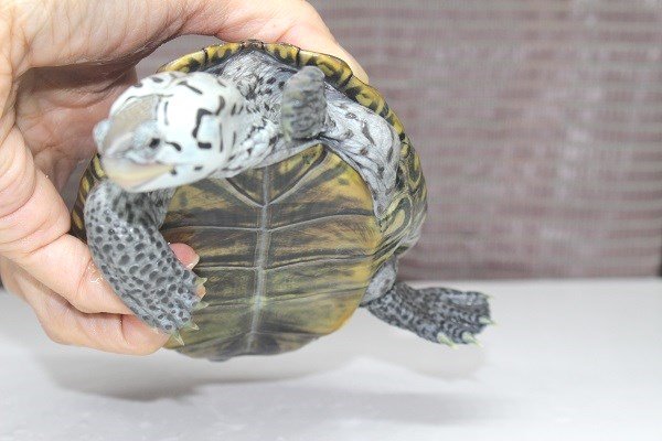 画像3: コンセントリックカロリナダイヤモンドバックテラピン (3)