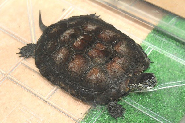 画像4: カントンクサガメ　♂  (4)