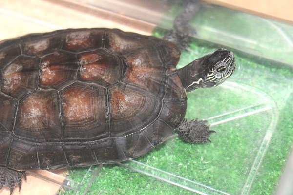 カントンクサガメ Exotic Supply エキゾチックサプライ