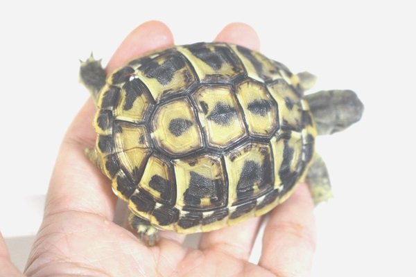 画像6: ニシヘルマンＥＵＣＢ★多甲板★完売しました (6)