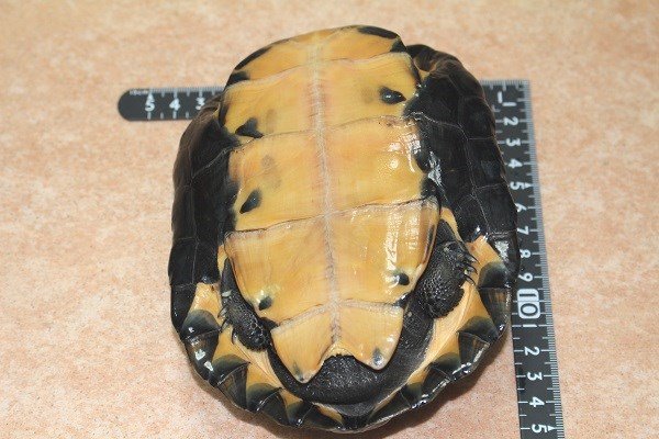 画像5: カントンクサガメ　♂  (5)