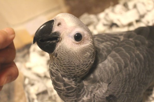 画像2: ヨウムＰＨＢＩＩ１Ｊ３２６男の子（お迎え頂きました） (2)