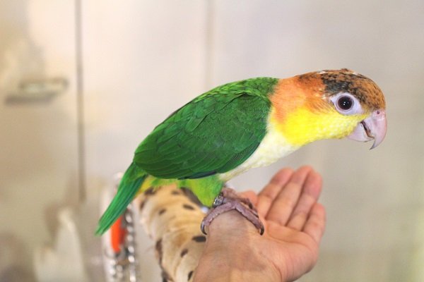 画像7: シロハラインコグリーンタイツＰＨＢＩＩ８Ｆ６２５♂（お迎え頂きました） (7)