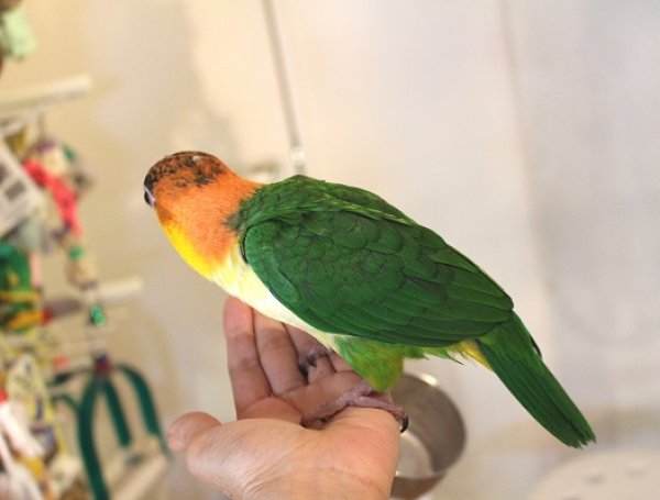 画像3: シロハラインコグリーンタイツＰＨＢＩＩ８Ｆ６２５♂（お迎え頂きました） (3)