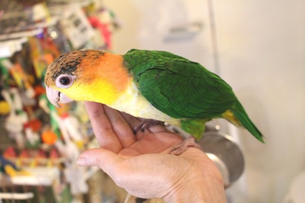 画像4: シロハラインコグリーンタイツＰＨＢＩＩ８Ｆ６２５♂（お迎え頂きました） (4)