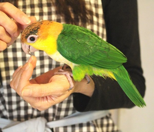 画像8: シロハラインコグリーンタイツＰＨＢＩＩ８Ｆ６２５♂（お迎え頂きました） (8)