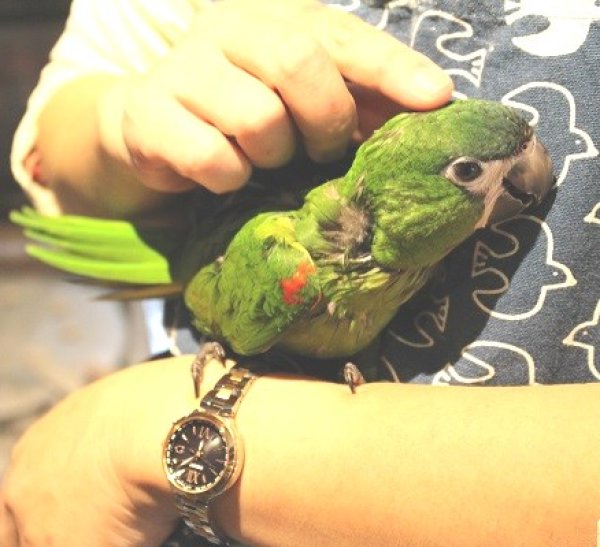 画像7: コミドリコンゴウインコＰＨＢＩＩ８Ｆ８６１♂（お迎え頂きました） (7)