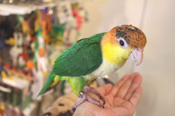 画像5: シロハラインコグリーンタイツＰＨＢＩＩ８Ｆ６２５♂（お迎え頂きました） (5)