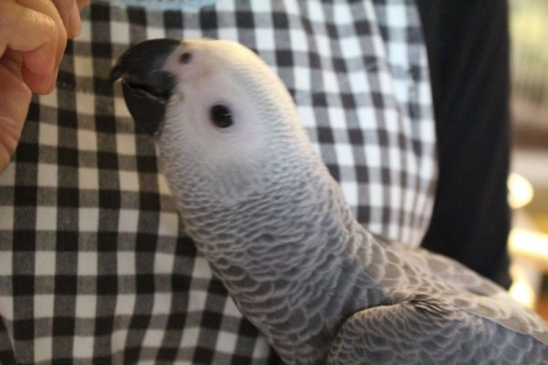 画像6: ヨウムＰＨＢＩＩ１Ｊ３２３男の子（お迎え頂きました） (6)