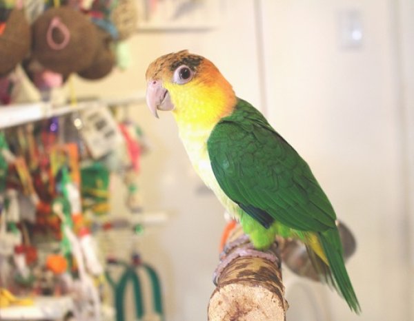 画像2: シロハラインコグリーンタイツＰＨＢＩＩ８Ｆ６２５♂（お迎え頂きました） (2)