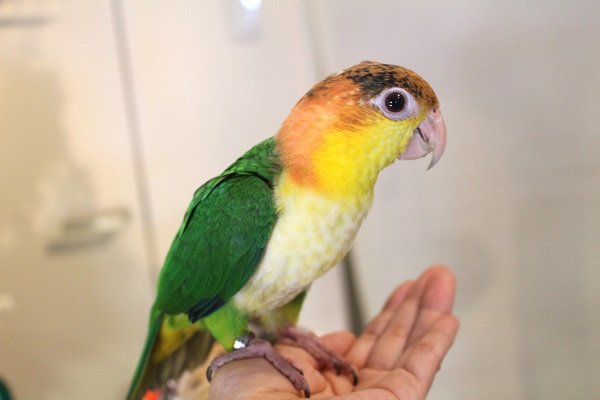 画像6: シロハラインコグリーンタイツＰＨＢＩＩ８Ｆ６２５♂（お迎え頂きました） (6)