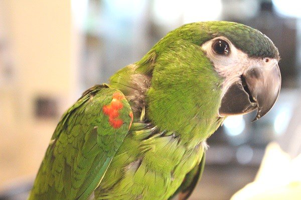 画像6: コミドリコンゴウインコＰＨＢＩＩ８Ｆ８６１♂（お迎え頂きました） (6)